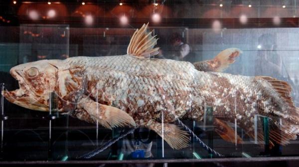 活化石中的活化石鱼，专家说它可能还在进化