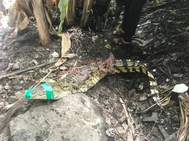 公园湖边惊现巨型鳄鱼，村中河岸现黑影