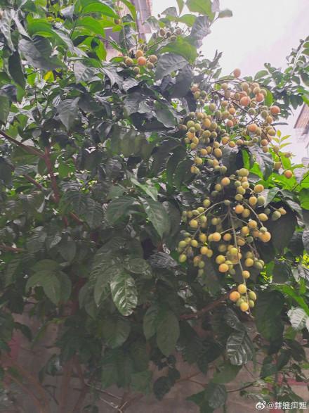 广西黄皮酱制作方法，广西小吃做法大全之广西特色黄皮酱