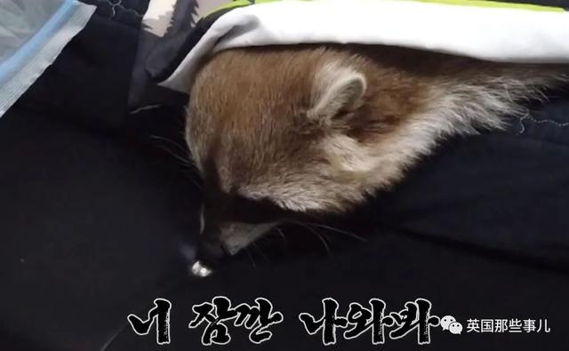 小浣熊肥胖(浣熊 小浣熊)