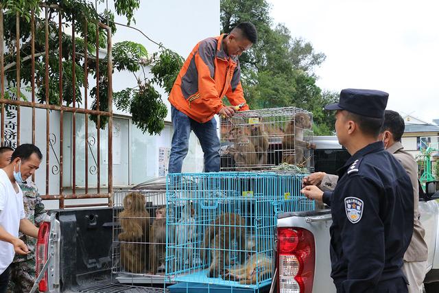 猴子是保护动物吗，猴子是国家几级保护动物