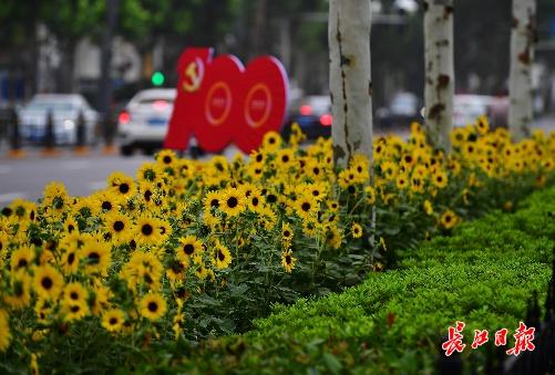 七月有什么花海，这些花开得好热闹