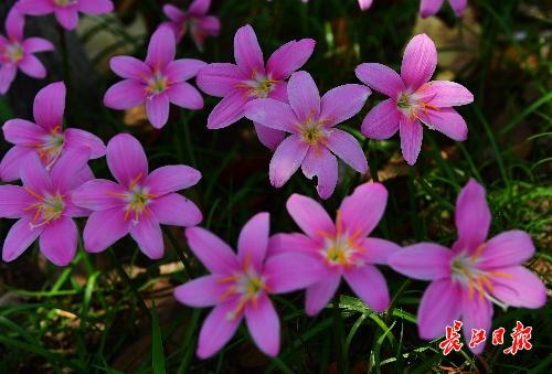 七月有什么花海，这些花开得好热闹