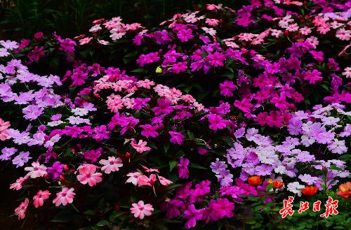 七月有什么花海，这些花开得好热闹