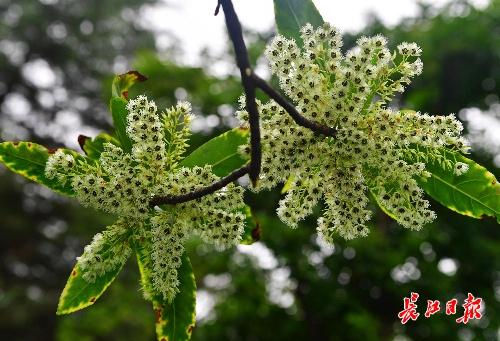 七月有什么花海，这些花开得好热闹