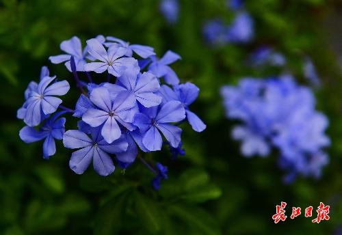 七月有什么花海，这些花开得好热闹