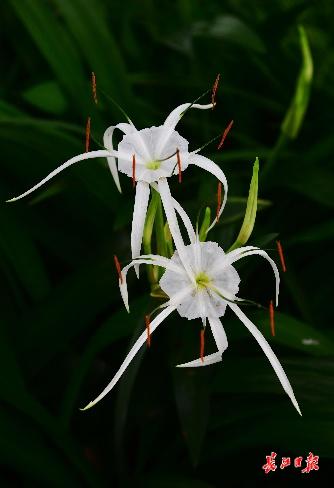 七月有什么花海，这些花开得好热闹
