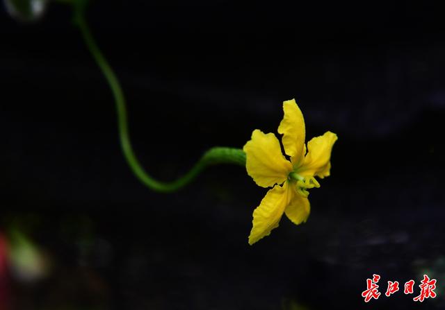 七月有什么花海，这些花开得好热闹