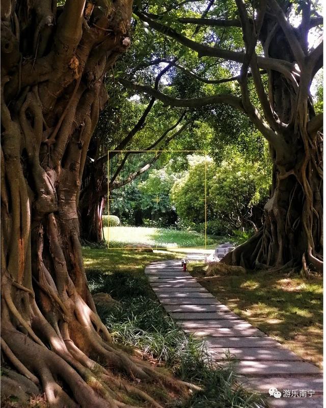 南宁周边十个小众景点，南宁市内有一处绿野仙踪的森林秘境