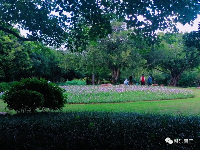 南宁周边十个小众景点，南宁市内有一处绿野仙踪的森林秘境