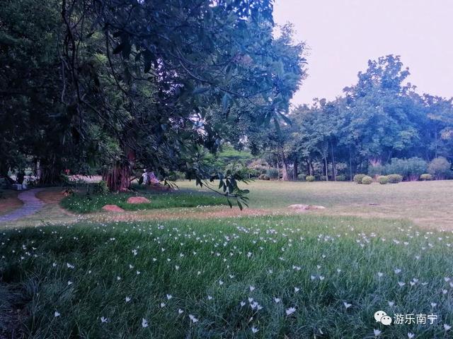 南宁周边十个小众景点，南宁市内有一处绿野仙踪的森林秘境