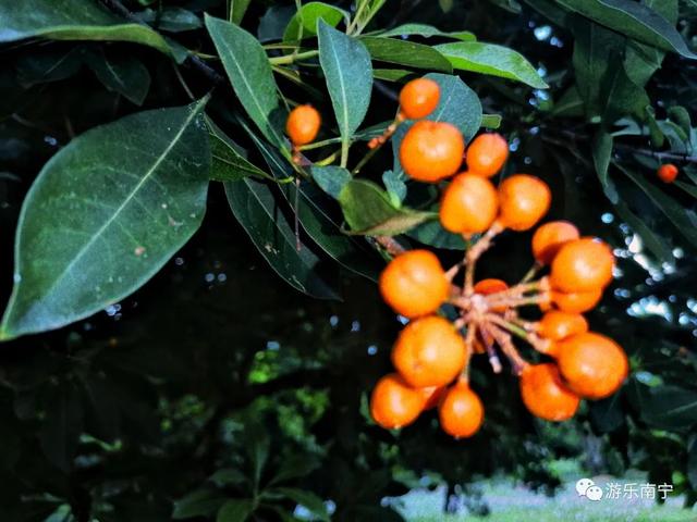 南宁周边十个小众景点，南宁市内有一处绿野仙踪的森林秘境