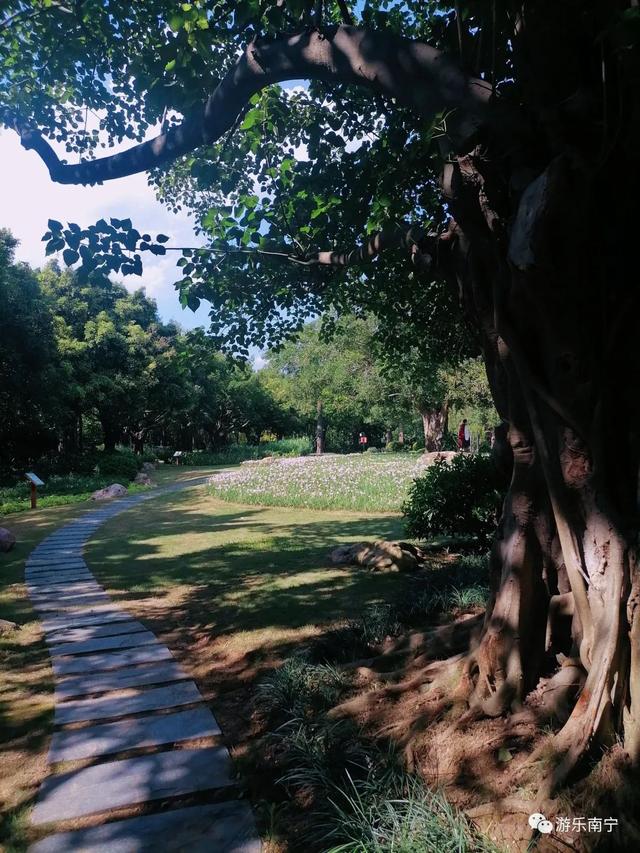 南宁周边十个小众景点，南宁市内有一处绿野仙踪的森林秘境