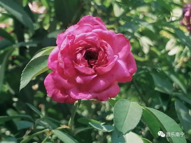 南宁周边十个小众景点，南宁市内有一处绿野仙踪的森林秘境