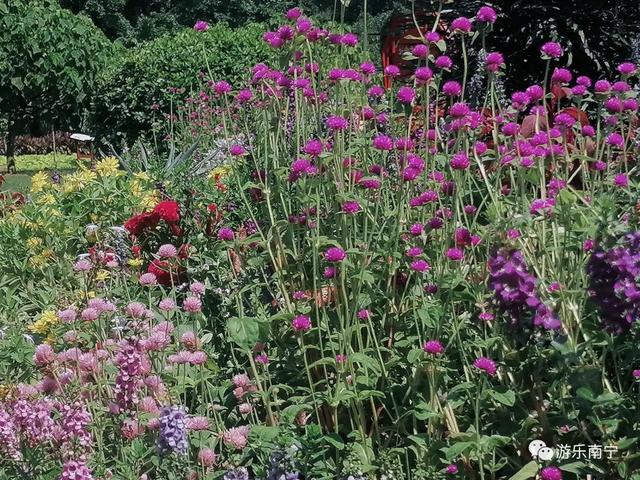 南宁周边十个小众景点，南宁市内有一处绿野仙踪的森林秘境