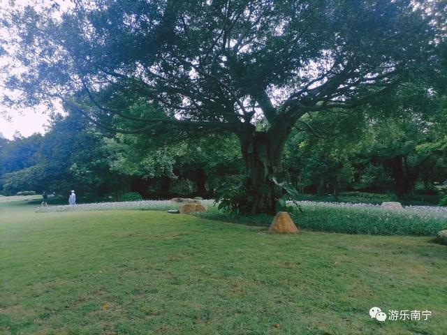 南宁周边十个小众景点，南宁市内有一处绿野仙踪的森林秘境