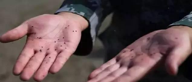 虫子咬了后红肿并且还蔓延，被虫子咬了红肿很痒蔓延（小伙被虫子咬一口手臂一路红肿）