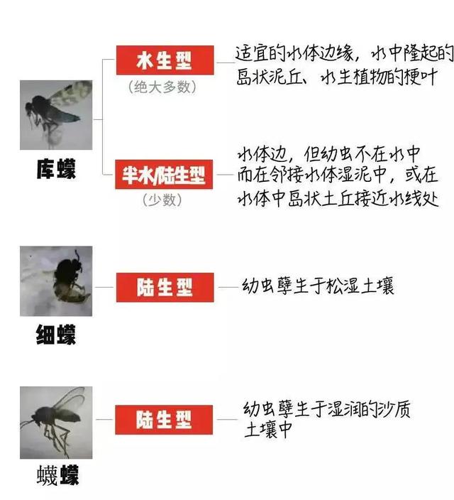 虫子咬了后红肿并且还蔓延，被虫子咬了红肿很痒蔓延（小伙被虫子咬一口手臂一路红肿）