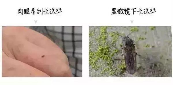 虫子咬了后红肿并且还蔓延，被虫子咬了红肿很痒蔓延（小伙被虫子咬一口手臂一路红肿）