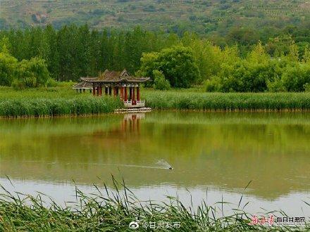 云南长脚鹬求偶期，陇南市西和县晚霞湖飞来大长腿鹬鸟