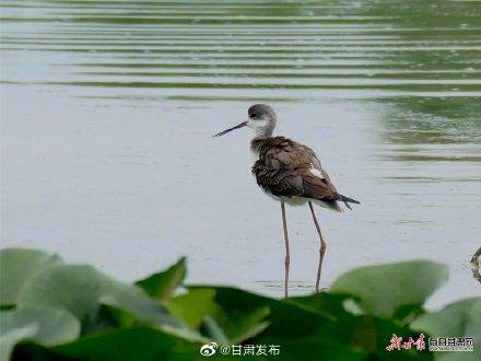 云南长脚鹬求偶期，陇南市西和县晚霞湖飞来大长腿鹬鸟