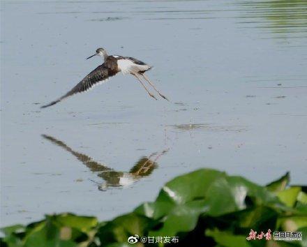 云南长脚鹬求偶期，陇南市西和县晚霞湖飞来大长腿鹬鸟