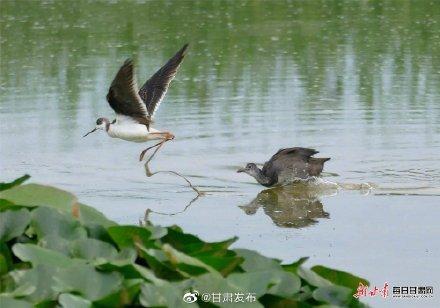 云南长脚鹬求偶期，陇南市西和县晚霞湖飞来大长腿鹬鸟