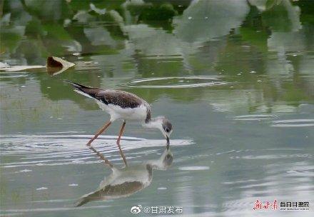 云南长脚鹬求偶期，陇南市西和县晚霞湖飞来大长腿鹬鸟