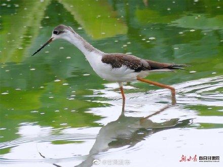 云南长脚鹬求偶期，陇南市西和县晚霞湖飞来大长腿鹬鸟
