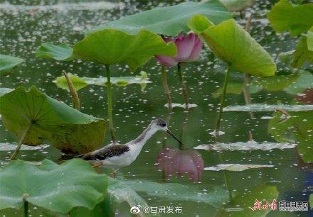 云南长脚鹬求偶期，陇南市西和县晚霞湖飞来大长腿鹬鸟