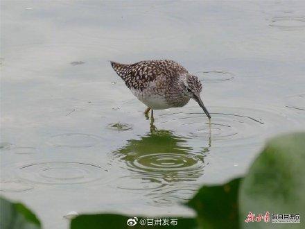 云南长脚鹬求偶期，陇南市西和县晚霞湖飞来大长腿鹬鸟