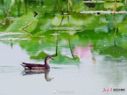 云南长脚鹬求偶期，陇南市西和县晚霞湖飞来大长腿鹬鸟