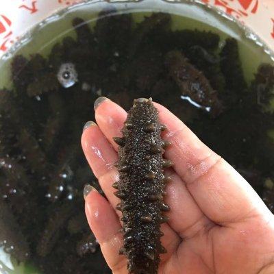 速发干海参做法，做了十年的海参发制