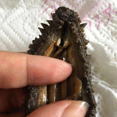 速发干海参做法，做了十年的海参发制
