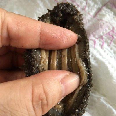 速发干海参做法，做了十年的海参发制