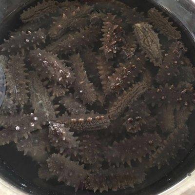 速发干海参做法，做了十年的海参发制