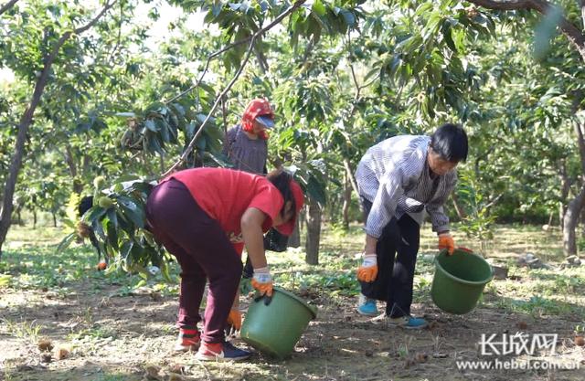 河北迁西板栗最新价格表，河北迁西板栗熟了