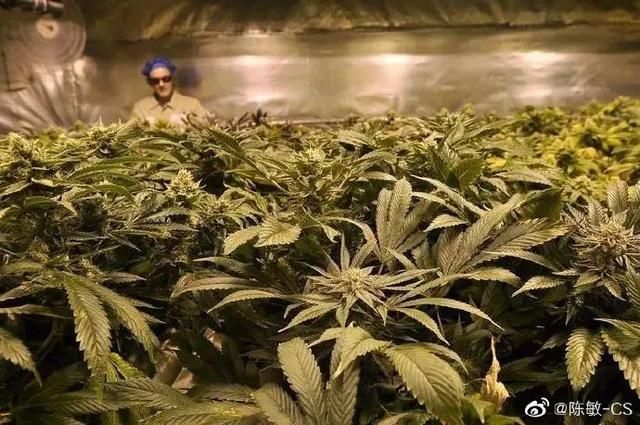 大麻软毒品危害，社交毒品