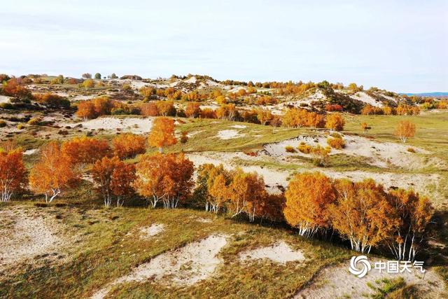 内蒙乌兰布统大草原,内蒙古乌兰布统草原大地披金 内蒙乌兰布统大草原,内蒙古乌兰布统草原大地披金