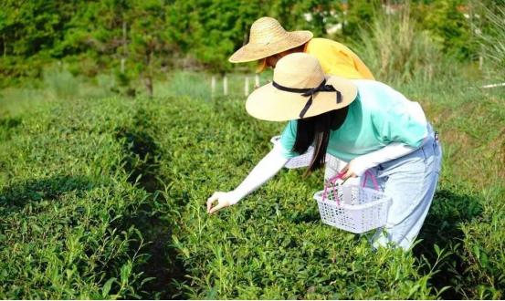 惠东旅游景点介绍，打造以九龙峰和大南山为核心的旅游胜地