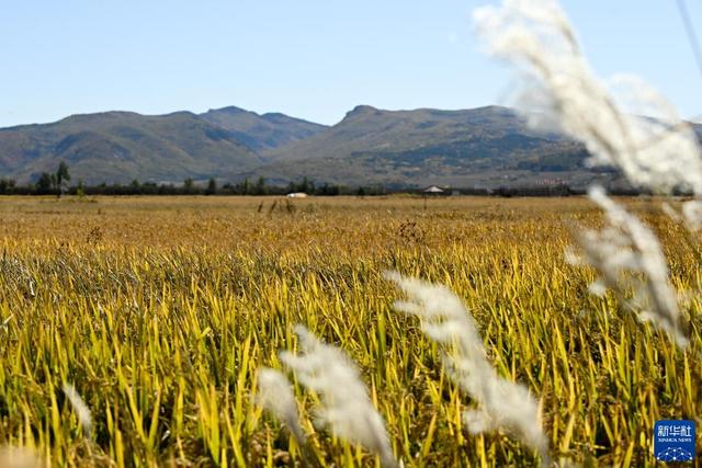 延吉海兰江花海，海兰江畔稻花香