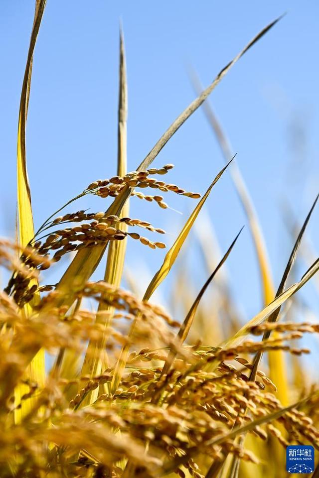 延吉海兰江花海，海兰江畔稻花香