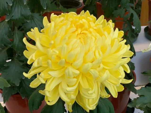 世界最美菊花80种太美了，金秋十月赏菊花——世界最美菊花80种送给您