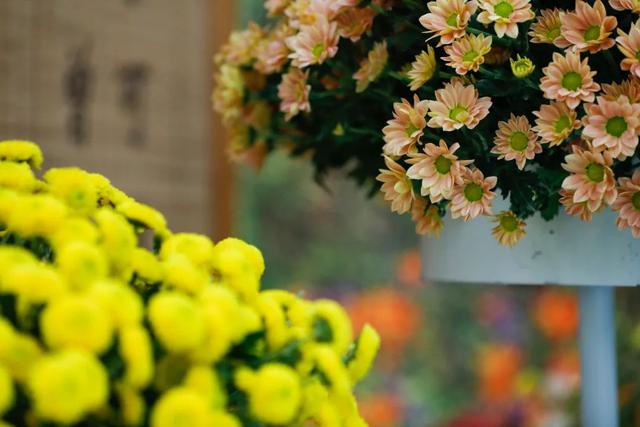 世界最美菊花80种太美了，金秋十月赏菊花——世界最美菊花80种送给您