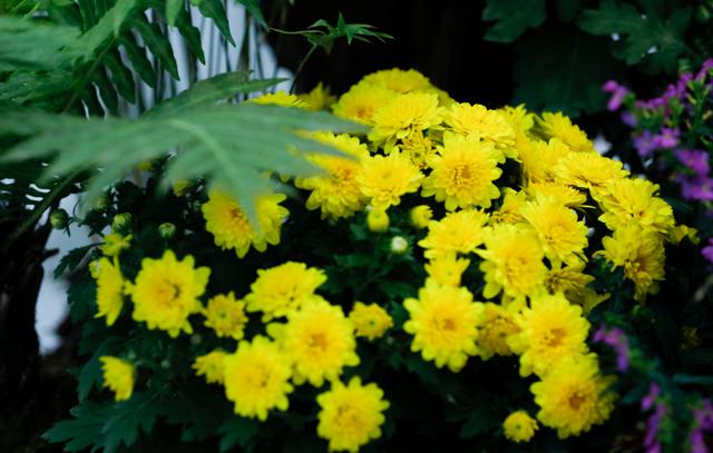 世界最美菊花80种太美了，金秋十月赏菊花——世界最美菊花80种送给您