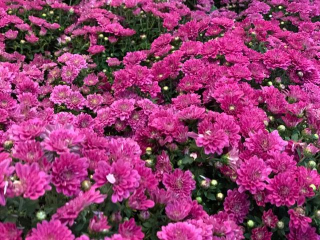 世界最美菊花80种太美了，金秋十月赏菊花——世界最美菊花80种送给您