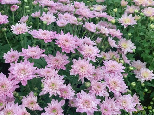 世界最美菊花80种太美了，金秋十月赏菊花——世界最美菊花80种送给您