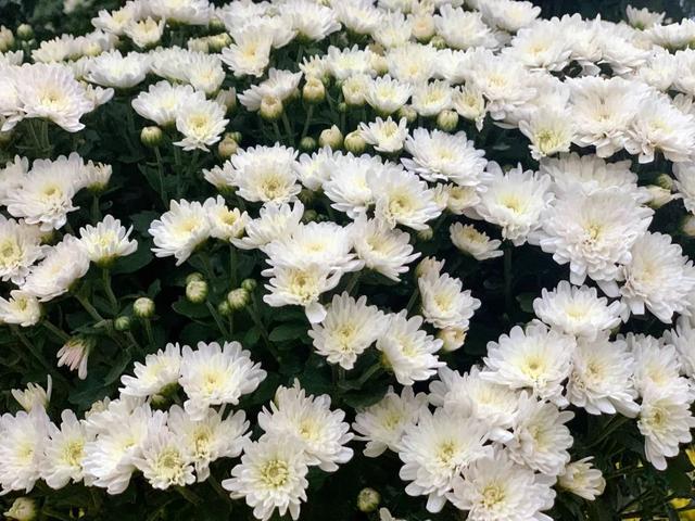 世界最美菊花80种太美了，金秋十月赏菊花——世界最美菊花80种送给您