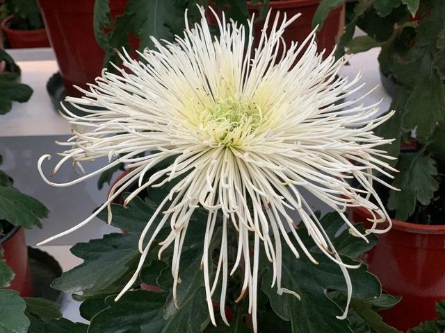 世界最美菊花80种太美了，金秋十月赏菊花——世界最美菊花80种送给您