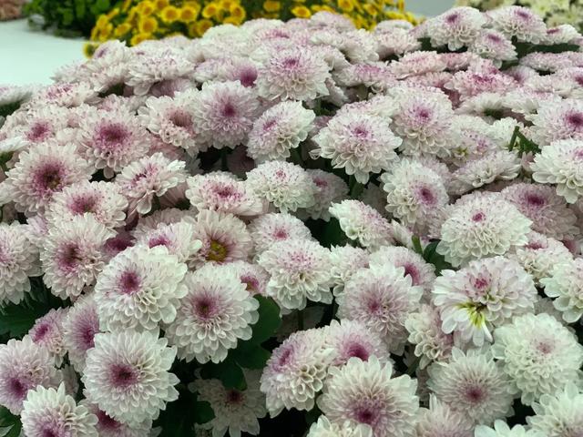 世界最美菊花80种太美了，金秋十月赏菊花——世界最美菊花80种送给您